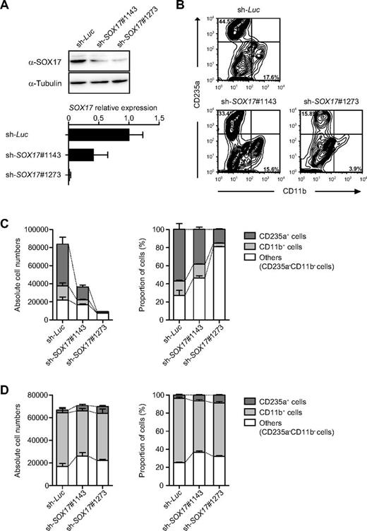 Figure 5. Hematopoietic differentiation from HE is inhibited by depletion of SOX17. (A) Knock-down efficiencies of shRNAs against SOX17. Western blot analysis of SOX17 in 293T cells transduced with shRNAs against SOX17 (top panel). α-Tubulin was used as the loading control. pre-HPCs from day 8 EBs were transduced with shRNAs against SOX17 on OP9 cells and cultured in the presence of 20 ng/mL of SCF and TPO, 10 ng/mL of IL-3, and 3 units/mL of erythropoietin (EPO) for 7 days. Levels of endogenous SOX17 were analyzed by quantitative RT-PCR analysis (bottom panel). mRNA levels were normalized to GAPDH expression. Expression levels relative to that in the control cells transduced with an shRNA against Luciferase are shown as the means ± SD for triplicate analyses. (B) Effects of depletion of SOX17 on hematopoietic development from HE cells. ECs from day 5 EBs were transduced with shRNAs against SOX17 on OP9 cells and were cultured in the presence of 20 ng/mL of SCF and TPO, 10 ng/mL of IL-3, and 3 units/mL of EPO for 9 days. Representative flow cytometric profiles of cells at day 9 of culture are depicted. (C) Absolute numbers and proportion of CD235a+ erythroblasts and CD11b+ myeloid cells in panel B at day 9 of culture. Data are shown as the means ± SD for 3 independent cultures. (D) Effects of depletion of SOX17 on pre-HPCs. Pre-HPCs from day 8 EBs were transduced with shRNAs against SOX17 on OP9 cells and were cultured in the presence of 20 ng/mL of SCF and TPO, 10 ng/mL of IL-3, and 3 units/mL of EPO for 7 days. Absolute numbers and proportion of CD235a+ erythroblasts and CD11b+ myeloid cells at day 7 of culture are presented. Data are shown as the means ± SD for triplicate cultures of 1 of 2 independent experiments that gave similar results.