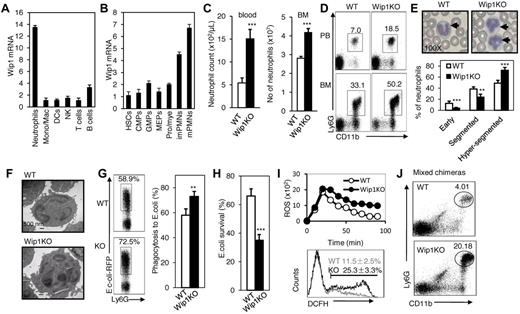 Figure 1. The expression of Wip1 in immune cells and phenotypic characterization of myeloid cell population of Wip1-deficient mice were determined. (A) Quantitative PCR analysis of Wip1 expression in the different subtypes of immune cell types (mean ± SD, n = 3). (B) Quantitative PCR analysis of Wip1 expression during neutrophil development from HSCs (mean ± SD, n = 3). (C) Bar graphs represent the total numbers of neutrophils in peripheral blood and BM of WT or Wip1KO mice. Values represent mean ± SD, n = 15 mice of each genotype. ***P < .001, WT versus Wip1KO. (D) Representative FACS analysis of peripheral blood and BM CD11b+Ly6G+ neutrophils. (E) Top: Morphologic analysis of peripheral blood neutrophils with Giemsa staining (original magnification ×100). Bottom: Quantitative assessment of nuclear segmentation scored in at least 50 neutrophils per animal. Blood smears from 5 mice of each genotype were morphologically analyzed and the extent of nuclear segmentation scored in at least 50 neutrophils per animals. **P < .01, WT versus Wip1KO. ***P < .001, WT versus Wip1KO. (F) Morphologic analysis of WT and Wip1-deficient neutrophils with transmission electron micrograph was shown (original magnification ×890). (G) The neutrophil defense response to bacterial infection was determined in vitro. Neutrophils isolated from WT or Wip1KO mice were cultured with E coli. The percentage of phagocytosis neutrophils was determined by FACS. The survival of bacteria in the culture was determined as described in “Methods.” (H) The E coli survival ratios were assayed after coculture of E coli with WT or Wip1KO neutrophils. The experiments were performed in triplicate. (I) Respiratory burst by isolated BM neutrophils as measured by oxidation of dihydrorhodamine 123 after activation with 40 ng/mL PMA. Data represent the mean fluorescent intensity of all cells (mean ± SD, n = 3, top). Bottom panel: Representative histogram showing the percentage of dihydrorhodamine-positive cells after incubation of neutrophils with 40 ng/mL PMA for 30 minutes. (J) Wip1KO CD11b+Ly6G+ neutrophils were increased in mixed chimeric mice, which were generated by transplanting CD45.2+ Wip1KO BMCs mixed with CD45.1+ WT BMCs at the ratio of 1:1 into lethally irradiated CD45.1+ mice. Representative results are shown from one of 3 independent experiments performed.