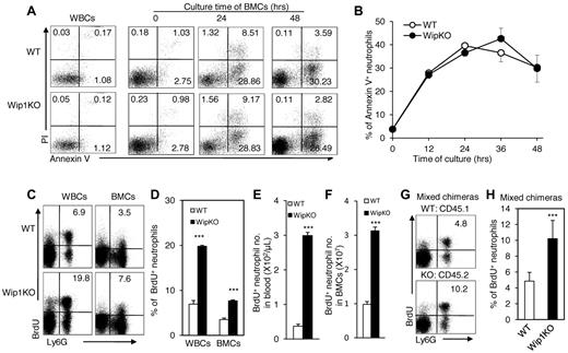 Figure 2. Wip1-deficient neutrophils showed normal cell death but increased cell proliferation. (A) Representative FACS analysis of blood and BM neutrophils for staining of anti–annexin-V and propidium iodide was shown. (B) Identical cell death kinetics of BM-derived neutrophils isolated from WT or Wip1KO mice was observed when cells were cultured in DMEM for different periods (mean ± SD, n = 3 for each genotype). Data are representative of 3 independent experiments. (C) BrdU incorporation in blood and BM-derived neutrophils was detected by FACS 96 hours after injection of BrdU. Increased percentage (D) and cell number (E-F) of BrdU+ neutrophils in the blood and BM of Wip1KO mice were detected 96 hours after BrdU injection. Data are representative of 5 independent experiments. Generated mixed chimeric mice by transplanting either CD45.1+ WT or CD45.2+ Wip1KO BMCs at the ratio of 1:1 into lethally irradiated CD45.1+ mice. By 6-8 weeks after BMT, BrdU were injected and BrdU+ neutrophils were detected (G-H). (G) Represent FACS of BrdU+ neutrophils derived from WT and Wip1KO BMCs in mixed chimeras are shown. (H) The mean neutrophil compartment percentages are analyzed 96 hours after BrdU injection (mean ± SD, n = 3 or 4). Data are representative of 3 independent experiments. ***P < .001 (WT vs Wip1KO).
