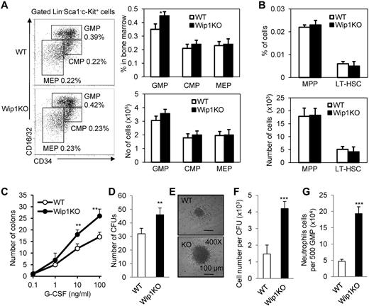 Figure 3. Wip1 deficiency specifically promotes myeloid progenitor cell development toward the granulocyte lineage. (A) Myeloid progenitor cell populations of 6-week-old mice were assayed by flow cytometry. Plots shown were the gated Lin−Sca1−c-kit+ cells. Right panel: Percentage of whole BMCs and absolute number of progenitors per BM sample isolated from femurs and tibiae (mean ± SD, n = 5 mice of each genotype). (B) The absolute number of MPPs and LT-HSC compartment in WT and Wip1KO mice was shown (mean ± SD, n = 4 mice of each genotype). The expression of CD48 and CD150 were analyzed with gating Lin−Sca1+c-kit+ (LSK) population. (C) Colony formation by 4 × 104 BMCs from WT or Wip1KO mice in methylcellulose containing various concentrations of G-CSF (mean ± SD, n = 3) was detected. Colony counts were performed at day 10. (D) A total of 500 GMPs sorted out of individual WT and Wip1KO mice were seeded in methylcellulose media supplemented with SCF and G-CSF. The experiment was performed in triplicate. Differentiated cells were analyzed by FACS at day 8 of culture. Data are the mean ± SD The cell numbers positive for the surface marker CD11b+F4/80−Ly6G+ (neutrophils), or for CD11b+F4/80+Ly6G− (monocytes/macrophages), and CD11b−Ly6G−F4/80− (others; undifferentiated cells) were assayed. One representative CFU generated from WT or Wip1KO GMP after culture with G-CSF was photographed and is presented (E). Scale bars represent 100 μm. (F) The neutrophil cell number per CFU was calculated. (G) The neutrophil cell number per 500 GMPs was calculated. Data are representative of 3 independent experiments. Data presented are mean ± SD. *P < .05, compared with WT controls. **P < .01, compared with WT controls. ***P < .001, compared with WT controls.