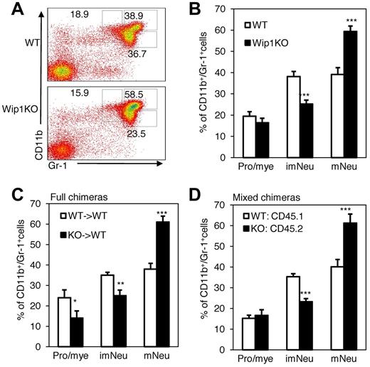 Figure 4. Accelerated maturation of BM-derived neutrophils in Wip1-deficient mice. (A) The maturation of granulocytes in BMCs can be distinguished by the expression of CD11b/Gr-1. Three populations can be achieved: CD11bintGr-1int cells (promyelocyte/myelocyte neutrophils), CD11bhi Gr-1hi cells (mature neutrophils), and CD11blowGr-1hi cells (immature neutrophils). One representative FACS analysis of BM CD11b+Gr-1+ neutrophils was shown. (B) The neutrophil maturation phenotype of WT or Wip1KO mice was analyzed on freshly isolated and erythrocyte-depleted BMCs. Represented is one of 5 independent experiments with similar results. The percentage of cells in the different developing stages among CD11b+Gr-1+ cells in full (C) or mixed chimeric (D) mice were analyzed by FACS. Chimeras were generated by transplanting either CD45.2+ WT or Wip1KO BM into CD45.1+ lethally irradiated mice as described in “Methods.” Data are mean ± SD and are representative from 3 independent experiments. *P < .05, compared with WT controls. **P < .01, compared with WT controls. ***P < .001, compared with WT controls.