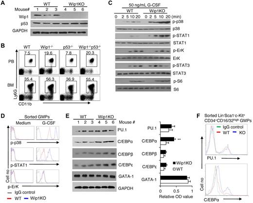 Figure 5. Wip1 deficiency promotes the development of neutrophils in a p53-independent manner but increases the expression of granulopoiesis-related transcription factors and p38 MAPK-STAT1. (A) BMCs of WT and Wip1KO mice were lysed and analyzed for the expression of Wip1 and p53 by immunoblotting. Data are representative of 3 independent experiments. (B) Representative FACS analysis of peripheral blood and BM CD11b+Ly6G+ neutrophils from WT, Wip1−/−, p53−/−, and p53−/−Wip1−/− were shown; represented is 1 of 3 independent experiments with similar results. (C) Erythrocyte-depleted BMCs of WT and Wip1KO mice were treated with G-CSF for the indicated time. Cells were lysed and analyzed by immunoblotting for the phosphorylation of p38 MAPK (p-p38), Erk (p-ErK), STAT1 (p-STAT1), STAT3 (p-STAT3), and S6 (p-S6), as well as for the total amount of proteins used for analysis. (D) Activation of p38 MAPK, STAT1, and Erk in sorted WT and Wip1KO GMPs stimulated with medium alone or G-CSF, assessed by FACS with phosphorylation-specific antibodies. (E) BM neutrophils of WT and Wip1KO mice were lysed and analyzed for the transcriptional factor expression of PU.1, GATA-1, and C/EBPα, β, and ϵ by immunoblotting. Three mice in each group were assayed. The averages of the relative OD value were summarized (right panel). **P < .01, compared with WT mice. (F) The expression of PU.1 and C/EBPα in GMPs of WT and Wip1KO mice was analyzed by FACS.