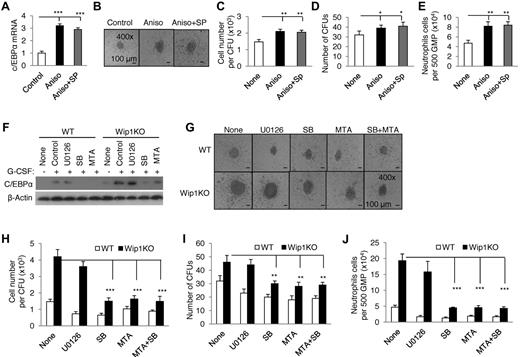 Figure 6. Inhibiting p38 MAPK-STAT1 significantly rescued Wip1 deficiency-caused accelerated neutrophil development. (A) Sorted WT GMPs were treated with G-CSF in the presence or absence of 10μM anisomycin (activator of p38 and Jnk) and/or 100nM SP600125 (inhibitor of Jnk). The transcriptional factor C/EBPα mRNA expression was detected by real-time PCR. One photographed CFU (B), neutrophil number per CFU (C), number of CFUs (D), and neutrophil number of per 500 GMPs (E) were shown. (F) Erythrocyte-depleted BMCs of WT and Wip1KO mice were treated with G-CSF in the presence or absence of 10μM U0126 (inhibitor of ErK), 5μM SB203580 (inhibitor of p38), 10μM MTA (inhibitor of STAT1), and the transcriptional factor C/EBPα expression were detected by immunoblotting. (G) A total of 500 GMPs sorted from WT and Wip1KO mice were seeded in methylcellulose media supplemented with SCF, IL-3, and G-CSF in the presence or absence of U0126, SB203580, or MAT. The experiment was performed in triplicate. One CFU with a representative size generated from WT or Wip1KO GMPs was photographed. Absolute neutrophil number per CFU (H), number of CFUs (I), and neutrophil number of per 500 GMPs (J) were detected after 8 days in culture. Data (mean ± SD) are one of 2 independent experiments with similar results. *P < .05, between the indicated groups. **P < .01, between the indicated groups. ***P < .001 between the indicated groups.
