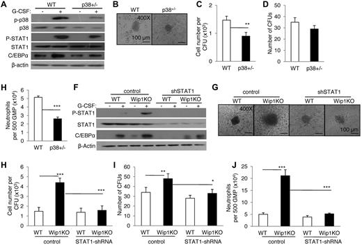 Figure 7. Knockdown p38 MAPK-STAT1 by genetic modification significantly reversed the enhanced neutrophil development caused by Wip1 deficiency. (A) Erythrocyte-depleted BMCs of WT and p38+/− mice were treated with G-CSF, and the expression of p38 MAPK, STAT1, and C/EBPα was detected by immunoblotting. (B) A total of 500 GMPs sorted from WT and Wip1KO mice were seeded in methylcellulose media supplemented with SCF, IL-3, and G-CSF. The experiment was performed in triplicate. One representative CFU generated from WT or p38+/− GMPs was photographed. Absolute neutrophil number per CFU (C), number of CFUs (D), and neutrophil number of per 500 GMPs (E) were detected after 8 days in culture. Data (mean ± SD) are one of 2 independent experiments with similar results. *P < .05, between the indicated groups. **P < .01, between the indicated groups.***P < .001, between the indicated groups. (F) Sorted GMPs of WT and Wip1KO mice were transfected with control and STAT1 shRNA vectors and further treated with G-CSF. The expression of STAT1 and C/EBPα was detected by Western blotting. (G-J) A total of 500 sorted WT and Wip1-deficient GMPs expressing either control or STAT1 shRNA vector were seeded in methylcellulose media supplemented with SCF, IL-3, and G-CSF; the colony-forming assays were then performed. One representative CFU generated in each group was photographed (G). Absolute neutrophil number per CFU (H), number of CFUs (I), and neutrophil number of per 500 GMPs (J) were detected after 8 days in culture. Data (mean ± SD) are one of 2 independent experiments with similar results. *P < .05, between the indicated groups. **P < .01, between the indicated groups. ***P < .001, between the indicated groups.