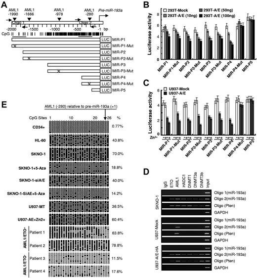 Figure 2. AML1/ETO/DNMTs/HDACs complex acts on the AML1 dna-binding site present on the upstream sequence of pre-miR-193a gene and alters its epigenetic status. (A) Schematic diagrams of the AML1 binding sites and of the CpG islands along the miR-193a genes. Numbers are the nucleotides relative to pre-miR-193a (+1). Vertical arrows indicate AML1 binding sites, horizontal arrows indicate the location of the primers used in the ChIP assay. Vertical lines indicate CpG dinucleotides, horizontal bars below the CpG sites show the regions analyzed by bisulfite sequencing. (B) Human 293T cells were transiently cotransfected for 48 hours with luciferase reporter containing the WT sequence of the miR-193a regulatory regions or its counterpart mutants, and increasing amounts (10, 50, and 100 ng) of pcDNA3.0 with AML1/ETO cDNA or without (293T-mock). (C) U937 (mock and −A/E-HA) cells were transiently transfected with luciferase reporter and treated with Zn2+ (100μM for 16 hours). (D) Chromatin was immunoprecipitated using the indicated antibodies or IgG. PCR was performed using oligo 1 primers designed for the amplification of a distal region on miR-193a gene containing the predicted AML1 binding site to evaluate the specificity of protein binding. Oligo 2 primers were designed to amplify DNA sequences surrounding the proximal AML1-binding site. PTEN primers were designed to amplify DNA sequences surrounding the AML1-binding site (− 2033) and the CpGs in the PTEN gene regulatory region. Input shows the amplification from sonicated chromatin. Amplification of GAPDH was a control for nonspecific precipitated sequences. (E) Genomic bisulfite sequencing was performed to detect the methylation status of the DNA sequences surrounding the AML1-binding site (− 280) in the pre-miR-193a gene upstream region from CD34+ hematopoietic progenitors isolated from PB of healthy donors (CD34+) and the indicated leukemia cell lines and leukemic blasts. Each row of circles represents the sequence of an individual clone. Black circles and empty circles represent methylated and unmethylated CpG dinucleotides, respectively. Cells were either untreated or treated with 2.5μM 5-Aza for 40 hours. For each sample, the percentages of global methylation level of these regions on the miR-193a gene are indicated.