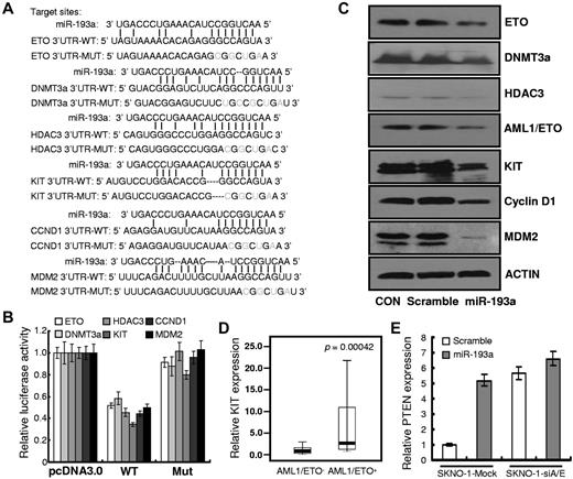 Figure 3. miR-193a targets ETO, DNMT3a, HDAC3, KIT, CCND1, and MDM2 directly, and PTEN indirectly. (A) The sequences indicate the putative interaction sites between the miR-193a seed region (nucleotides 2-8) and the 3′ UTRs of ETO, DNMT3a, HDAC3, KIT, CCND1, and MDM2 WT or mutated derivatives. (B) pCDNA3.0 control plasmids and miR-193a–expressing plasmids were cotransfected with a modified luciferase pGL-3 control vector containing ETO, DNMT3a, HDAC3, KIT, CCND1, and MDM2 3′-UTRs or their mutants as indicated. Luciferase assays were performed 48 hours after transfection. Each histogram shows normalized mean values of relative luciferase activity from 3 independent experiments. Normalized luciferase activity in the absence of miR-193a expression vector was set to 100%. (C) The effectiveness of synthetic miR-193a on ETO, DNMT3a, HDAC3, AML1/ETO, KIT, CCND1, and MDM2 proteins was analyzed by Western blot. (D) AML1/ETO+ had higher KIT levels (P = .0004). (E) miR-193a increases PTEN expression indirectly. SKNO-1 cells (mock, and si-A/E) were transfected with synthetic miR-193a or scramble oligonucleotides for 48 hours. Relative PTEN levels were evaluated by qRT-PCR. The results represent the average of 3 independent evaluations ± SD.