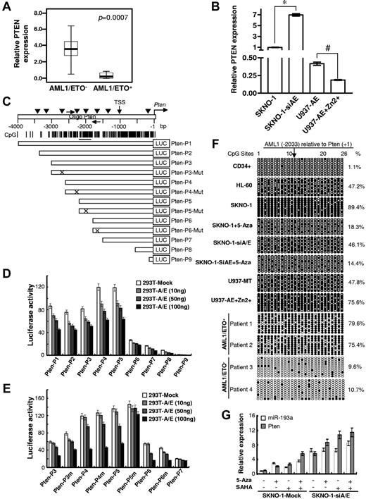 Figure 4. AML1/ETO/DNMTs/HDACs complex alters the epigenetic status of PTEN genomic regions. (A) Relative qRT-PCR quantification of PTEN level in mononucleated cells (MNC) isolated from 81 AML FAB M2 subtype patients (supplemental Table 2; P = .0007). (B) Relative quantification of PTEN levels in SKNO-1, SKNO-1-siA/E, and U937 c treated or untreated with Zn2+. The results represent the average of 3 independent evaluations ± SD (*P = .003, #P = .007). (C) Schematic diagrams of the AML1 binding sites and of the CpG islands along the PTEN genes. Numbers are the nucleotides relative to PTEN (ATG). Vertical arrows indicate AML1 binding sites, horizontal arrows indicate the location of the primers used in the ChIP assay. Vertical lines indicate CpG dinucleotides, horizontal bars below the CpG sites show the regions analyzed by bisulfite sequencing. (D) HEK293T cells were transiently cotransfected for 48 hours with luciferase reporter containing the sequence of the PTEN regulatory regions or its counterpart mutants (E), and increasing amounts (10, 50, and 100 ng) of pcDNA3.0 with AML1/ETO cDNA or without (293T-mock). The data are expressed as activity relative to that of the empty pGL3-LUC vector alone. pRL-TK was used as an internal control. The results shown are the average of 3 independent evaluations ± SD. (F) Genomic bisulfite sequencing assay was performed to detect the methylation status of the DNA sequences surrounding the AML1-binding site (− 2033) in PTEN promoter from CD34+ hematopoietic progenitors isolated from healthy donors PB (CD34+) and the indicated leukemia cell lines and leukemic blasts. Cells were either untreated or treated with 2.5μM 5-Aza for 40 hours. For each sample, the percentages of global methylation level of these regions on the PTEN genes are indicated. (G) SKNO-1 cells (mock, and si-A/E) were treated or untreated with 2.5μM 5-Aza or/and SAHA 3.0μM for 40 hours. miR-193a and PTEN relative expression levels were evaluated by qRT-PCR. The results represent the average of 3 independent evaluations ± SD.