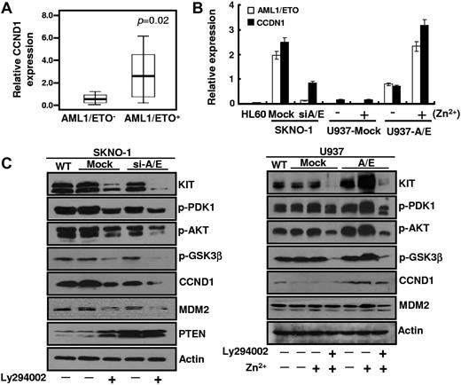 Figure 5. Epigenetic silencing of both miR-193a and PTEN contributes partially to the activation of CCND1 and MDM2 via the P13K/AKT signal pathway. (A) Relative qRT-PCR quantification of CCND1 level in MNC isolated from 81 AML FAB M2 patients. P = .02. (B) Relative quantification of AML1/ETO and CCND1 mRNA levels in the indicated cell lines. Zn2+ (100μM for 16 hours) were used to increase the AML1/ETO levels in U937 cells. The results represent the average of 3 independent evaluations ± SD. (C) Immunoblot analysis demonstrated the down-regulation of KIT and its downstream effectors as indicated in SKNO-1 (WT, mock, and siA/E; left panels) and U937 (mock and A/E; right panels) cell lines treated with PI3K inhibitor Ly294002 or/and with Zn2+.