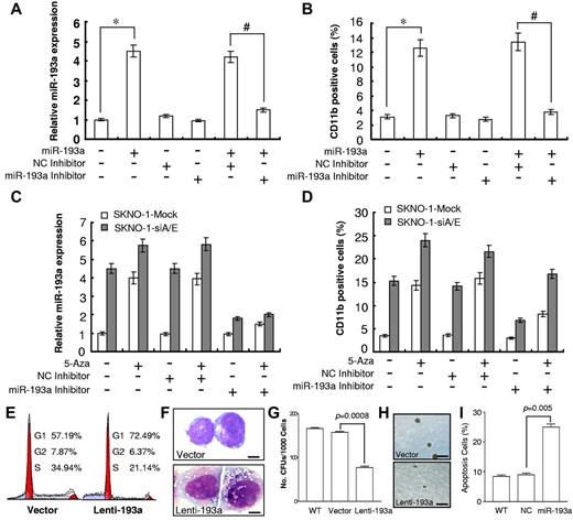 Figure 6. Enhancement of miR-193a levels by siAML1/ETO, 5-Aza treatment and ectopic miR-193a restores myeloid differentiation in SKNO-1 cells. (A) Relative qRT-PCR quantification of miR-193a level (*P = .004, #P = .006) and (B) flow cytometric analysis of CD11b expression in SKNO-1 cells at 144 hours after transfection with 100nM synthetic miR-193a, NC inhibitor or miR-193a inhibitor. NC, Negative Control. Histograms show 3 independent evaluations ± SD (*P = .005, #P = .008). (C) Relative qRT-PCR quantification of miR-193a level and (D) flow cytometric analysis of CD11b expression in SKNO-1 and SKNO-1-siA/E cells at 144 hours in the presence or absence of 2.5μM 5-aza after transfection with 100nM synthetic NC inhibitor or miR-193a inhibitor. Histograms show 3 independent evaluations ± SD. (E) Representative flow cytometric analysis of cell-cycle distribution of SKNO-1 cells transfected with vector or lenti-193a at 72 hours. (F) Morphologic analysis of SKNO-1 cells at 4 days after transfection with vector or Lenti-193a. Scale bar = 10 μm. (G) Analysis of CFU and (H) morphology in SKNO-1 cells during lenti-193a infection using methylcellulose culture system. WT indicates wild-type. Scale bar = 1 mm. Data are the representative of 3 independent experiments. (I) Flow cytometry analysis of apoptosis in SKNO-1 cells at 72 hours after transfection with 100nM synthetic miR-193a or NC. Histograms show 3 independent evaluations ± SD.
