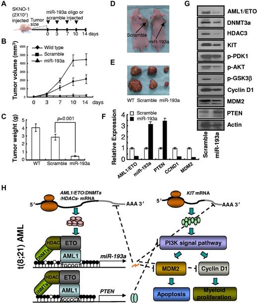 Figure 7. miR-193a inhibits leukemic growth in vivo. (A) Diagram illustrating the experimental design of the mice xenograft experiment. (B) Tumor volumes measured at the indicated days during the experiment. WT (n = 3), scramble (n = 6), and synthetic miR-193a (n = 6). (C) Tumor weight averages and (D) photographs of 2 mice between scramble and synthetic miR-193a–treated mice groups at the end of the experiment (day 14; P = .001). Bars represent SD. (E) Ectopic miR-193a expression significantly inhibits tumor growth in mice engrafted with SKNO-1 cells. (F) Relative quantification of indicated gene expression in xenografts injected with synthetic miR-193a or scramble. (G) Immunoblot analysis demonstrated the down-regulation of AML1/ETO, KIT and indicated downstream effectors in xenografts injected with synthetic miR-193a or scramble. (H) Schematic model for the epigenetic silencing of miR-193a and PTEN genes by AML1/ETO and the interplay among AML1/ETO corepressor complex, miR-193a, PTEN, KIT, and CCND1 in myeloid differentiation.