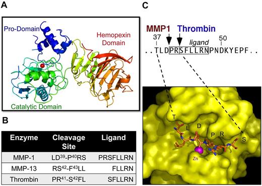 Figure 2. MMP-PAR1 interactions. (A) Structure of the proMMP1 zymogen. The catalytic zinc is indicated as a red ball within the catalytic domain. (B) Cleavage sites for MMP-1, MMP-13, and thrombin in PAR1 and resulting tethered ligands. (C) Top: N-terminal region encompassing the PAR1-tethered ligand showing the cleavage sites for MMP-1 and thrombin. Bottom: Structural model of the catalytic groove of MMP-1 bound to the N-terminal domain of PAR1, illustrating the catalytic zinc coordinated to the PAR1 scissile D-P bond. The model was created using the x-ray structures of MMP-1 and MMP-8 bound to peptide inhibitors as templates.49,50