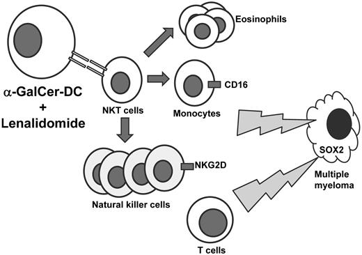 Patients with asymptomatic myeloma received lenalidomide and autologous, α-GalCer–loaded DCs to stimulate NKT cells. While a reduction of NKT cells was observed in peripheral circulation, expansion of eosinophils and natural killer cells was observed. CD16 expression was increased on CD14(+) monocytes and natural killer cell expression of NKG2D was also increased. Evidence to suggest SOX2-directed T-cell immunity was also observed.