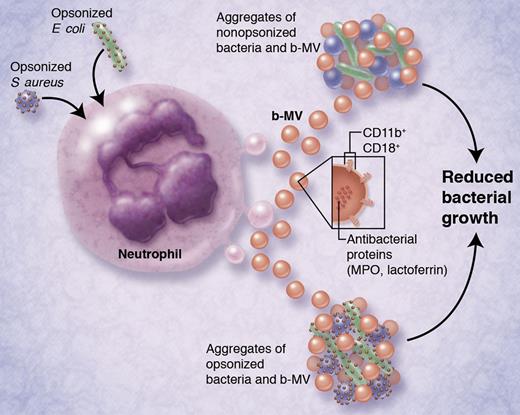 Activation of neutrophils by opsonized bacteria (S aureus or E coli, at left) causes the release of bacterially induced microvesicles (b-MV; ∼ 500 nm in diameter). After their release, b-MV can aggregate both nonopsonized and opsonized bacteria, leading to reduced bacterial growth. Released b-MV contain antibacterial proteins myeloperoxidase (MPO) and lactoferrin, and express integrins CD11b and CD18 on their surfaces. Integrins are required for b-MV–mediated bacterial aggregation. This is proposed to be a novel bacteriostatic mechanism for host defense against pathogenic bacteria. Indeed, aggregates of b-MV and bacteria can be detected in the sera of bacteremic patients. Professional illustration by Alice Y. Chen.