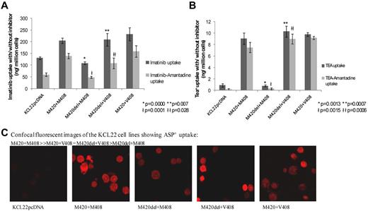 Figure 2. Functional assays of uptake into the KCL22 CML cell line transfected with the hOCT1 SNPs M420del and/or M408V. (A-B) Uptake of 14C imatinib (A; n = 6) and 14C TEA+ (B; n = 3). Each histogram bar represent the means ± SEM. In both panels, the dark gray bars indicate unmanipulated uptake only and the light gray bars show the uptake attributable to hOCT1 activity (obtained by subtracting the uptake with the hOCT1 amantadine from the unmanipulated uptake). In both panels, * and ł denote significantly decreased uptake and hOCT1 activity, respectively, in M420del+M408 cells compared with undeleted M420+M408 cells; ** and łł denote significantly increased uptake and hOCT1 activity, respectively, in M420del+V408 cells compared with M420del+M408 cells. Individual P values are given in the panels. (C) Uptake of the fluorescent hOCT1 substrate ASP+ by confocal microscopy. Uptake is still apparent in the M420del+M408 line compared with mock transfected control (KCL22pcDNA), confirming the presence and activity of functional hOCT1 in this line.