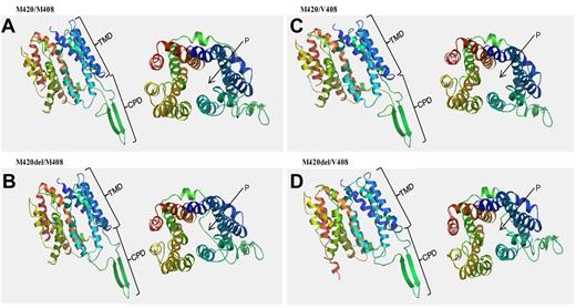 Figure 3. Conformational changes of the hOCT1 protein induced by the M420del and/or M408V SNPs. Model was created using the Swiss model software (http://swissmodel.expasy.org/). (A) Undeleted M420 with M408. (B) M420del with M408. (C) undeleted M420 with V408. (D) M420del with V408. In each panel, the left side depicts the lateral view of the folded protein and the right shows the dorsal view of the pore (P). Differences in protein folding are observed in the cytoplasmic domain (CPD) if M420del is present; the M420del+V408 combination also alters the transmembrane domain (TMD). A clear blockage of the pore (P) is also observed in the presence of M420del, although this is less marked when V408 is present.