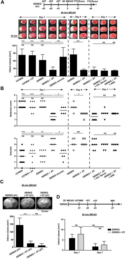 Figure 2. Treg depletion protects from acute ischemic stroke. (A) Infarct volumes on day 1 or day 4 after 60 minutes of tMCAO in Treg-depleted DEREG mice (DEREG + DT) and controls or Treg-depleted DEREG mice treated with anti–neutrophil serum (ANS) or control serum as calculated from TTC-stained brain sections. DT indicates diphtheria toxin (B) Neurologic deficits after stroke (day 1 or day 4) were assessed by the Bederson score and the grip test score. Consistent with infarct volume reduction, Treg-depleted DEREG mice also had a significantly better functional outcome. (C) Serial coronal MR brain images (1.5 Tesla) confirmed smaller infarct volumes in Treg-depleted DEREG mice on day 1 after 60 minutes of tMCAO and excluded secondary infarct growth in these mice until day 7. (D) Delayed depletion of Tregs in DEREG mice (DEREG + DT) also did not lead to larger infarcts on day 7 (30 minutes of tMCAO). Alleged shrinkage of strokes between day 1 and day 7 is because of fogging effects occurring during infarct maturation. *P < .05, **P < .001, and ***P < .0001 between the indicated groups; ns indicates not significant.