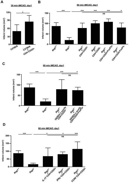 Figure 3. Tregs exacerbate ischemic brain damage in wild-type mice and Rag1−/− mice lacking T cells independently of Treg immunologic function. (A) Purified CD4+CD25+ Tregs (750 000) were transferred into regular C57Bl/6 mice 24 hours before 30 minutes of tMCAO and infarct volumes were determined on day 1. (B) The stroke-protective effect observed in Rag1−/− mice on day 1 after 60 minutes of tMCAO could be reversed by adoptive transfer of Tregs (CD4+CD25+ or CD4+CD25+FoxP3+) or non-Tregs (CD4+CD25− or CD4+CD25−FoxP3−). (C) Adoptive transfer of “wannabe” Tregs (CD4+CD25+ or CD4+CD25+FoxP3+) from DEREG × scurfy mice into Rag1−/− mice also induced infarctions of regular size on day 1 after 60 minutes of tMCAO, indicating that the immunologic function of Tregs is dispensable for stroke development. (D) CD4+CD25+ Tregs (750 000) were collected from Il-17−/− mice, Ifnγ−/− mice, and Ccr6−/− mice and transferred into Rag1−/− mice 24 hours before 60 minutes of tMCAO. Infarct volumes were determined on day 1. The detrimental effects of Tregs in ischemic stroke cannot be ascribed to one specific cytokine because infarct volumes after adoptive transfer were similar to those observed in Rag1+/+ mice. *P < .05 and ***P < .0001 between the indicated groups; ns indicates not significant.