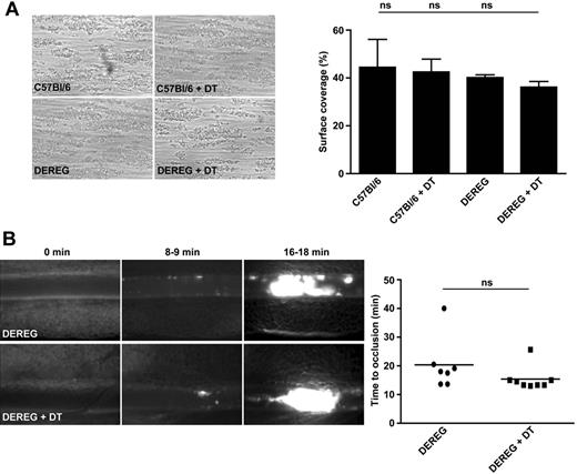 Figure 5. Depletion of Tregs does not induce a general defect in platelet function or activation. (A) Platelets in whole blood from Treg-depleted DEREG mice (DEREG + DT) form stable thrombi when perfused over a collagen-coated surface at a shear rate of 1000/s. On the left are representative phase-contrast images. On the right is the mean surface coverage by thrombi in the indicated mouse groups. DT indicates diphtheria toxin; and ns, not significant. (B) In vivo analysis of thrombus formation in Treg-depleted DEREG mice (DEREG + DT) and controls. Mesenteric arterioles were treated with FeCl3 and adhesion and thrombus formation of fluorescently labeled platelets were monitored by in vivo fluorescence microscopy. Representative images (left) and the time to vessel occlusion (right) are shown. Each symbol represents one individual. ns indicates not significant. Data are presented as means ± SD or scatter plots showing the median (panel B).