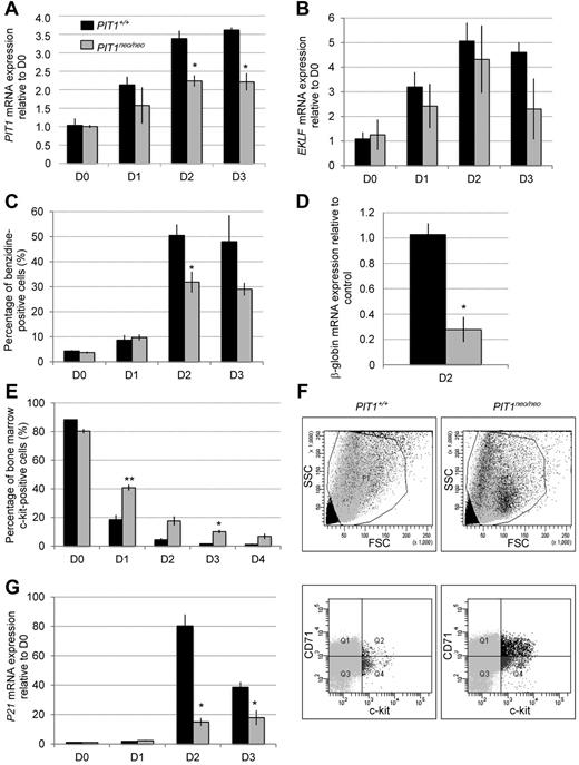 Figure 5. PIT1-underexpressing mice display ex vivo erythroid maturation defects. Primary erythroid progenitors were isolated from BM of PIT1+/+ and PIT1neo/neo mice and cultured ex vivo for 4 days. (A-B) PIT1 (A) and EKLF (B) mRNA expression in primary erythroid progenitors. Results are normalized to day 0 for each genotype. (C) Percentage of benzidine-positive cells during ex vivo maturation. (D) β-globin mRNA expression in PIT1neo/neo primary erythroid progenitors 2 days after ex vivo maturation induction compared with PIT1+/+ cells. (E) Percentage of c-kit+ primary erythroid progenitors determined by FACS analysis. (F) Representative flow cytometric analysis of primary erythroid progenitors 3 days after ex vivo maturation induction. Percentages of labeled cells were calculated by taking into account the background labeling (baseline defined by omitting Ab). (G) p21 mRNA expression in primary erythroid progenitors during ex vivo maturation. Results are normalized to day 0 for each genotype. Data indicate the means ± SEM of at least 3 animals per genotype. Significant differences from PIT1+/+ are indicated. *P < .05; **P < .01.