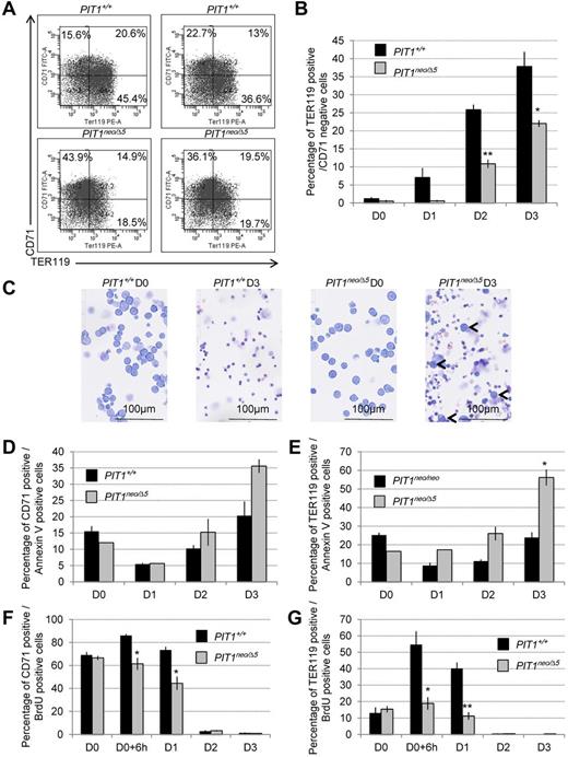 Figure 6. Fetal liver cells underexpressing PIT1 display erythroid maturation defects. Primary erythroid progenitors were isolated from fetal livers of PIT1+/+ and PIT1neo/Δ5 mice and cultured ex vivo during 4 days. (A) Representative flow cytometric analysis of primary erythroid progenitors 3 days after ex vivo maturation induction. Percentages of labeled cells were calculated by taking into account the background labeling (baseline defined by omitting Ab). (B) Percentage of cells that were TER119+/CD71−. Data indicate the means ± SEM of at least 3 independent experiments. Significant differences from PIT1+/+ are indicated. *P < .05; **P < .01. (C) May Grünwald-Giemsa stained cytospin of ex vivo cultured erythroid progenitor cells isolated from fetal livers of PIT1+/+ and PIT1neo/Δ5 mice at day 0 (D0) and day 3 (D3). Bar indicates 100μm at a 40× magnification. (D) Percentage of cells that were CD71+/annexin V+, and (E) TER119+/annexin V+ during fetal liver cell ex vivo maturation induction. Data indicate the means ± SEM of at least 3 independent experiments. Significant differences from PIT1+/+ are indicated. *P < .05. (F-G) Percentage of fetal liver cells that were CD71+/BrdU+ (F) and TER119+/BrdU+ (G). Cells were cultured with 10μM BrdU for 2 hours and then analyzed 6-14 hours after pulse. Data indicate the means ± SEM of at least 3 independent experiments. Significant differences from PIT1+/+ are indicated. *P < .05; **P < .01.