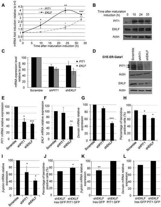 Figure 7. EKLF-driven PIT1 expression is mandatory for erythroid maturation in vitro. (A) EKLF and PIT1 mRNA quantification during G1E-ER-Gata1 maturation. Means ± SEM of at least 3 experiments are presented. Significant differences from t = 0 are indicated. (B) Western blot of PIT1 and EKLF during G1E-ER-Gata1 maturation. (C) PIT1 and EKLF mRNA levels on murine G1E-ER-Gata1 erythroid cells transduced with lentivirus containing a nontargeting shRNA or shRNAs directed against PIT1 or EKLF. (D) Western blot of PIT1 and EKLF on murine G1E-ER-Gata1–transduced cells. (E-F) PIT1 (E) and EKLF (F) mRNA relative expression in G1E-ER-Gata1–transduced cells 24 hours (EKLF) and 48 hours (PIT1) after maturation induction. Results are normalized to scramble at t = 0 and are expressed as the percentage induction compared with scramble at t = 24 or 48 hours. (G,I) Dematin mRNA (G) and β-globin (I) expression in G1E-ER-Gata1–transduced cells 48 hours after maturation induction. Results are normalized to scramble at t = 0 and are expressed as the percentage induction compared with scramble at t = 48 hours. (H) Percentage of benzidine-positive G1E-ER-Gata1–transduced cells 48 hours after maturation induction. (J) Percentage of benzidine-positive cells 48 hours after maturation induction of EKLF-depleted G1E-ER-Gata1 cells transduced with PIT1 coding lentivirus (PIT1-GFP) or with a control lentivirus (IRES-GFP). (K-L) β-Globin (K) and dematin (L) mRNA expression in G1E-ER-Gata1 cells 48 hours after maturation induction. Results are normalized with control at t = 0 and are expressed as the percentage induction compared with PIT1-GFP at t = 48 hours. Means ± SEM of 5 independent experiments are presented. Significant differences from scramble at t = 48 hours are indicated. *P < .05; **P < .01; ***P < .001.
