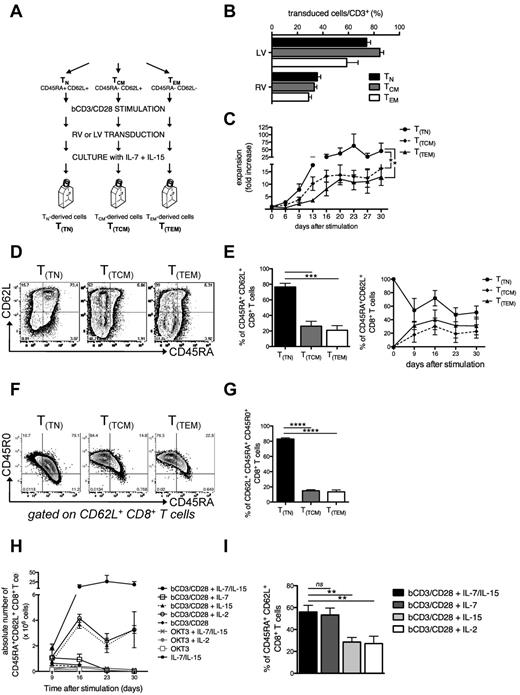 Figure 1. IL-7 and IL-15 instruct the expansion of a novel CD62L+CD45RA+ memory T-cell population from naive precursors. (A) Diagram summarizing the procedure to generate T(TN), T(TCM), and T(TEM) subsets. FACS-sorted TN (CD62L+CD45RA+), TCM (CD62L+CD45RA−), and TEM (CD62L−CD45RA−) lymphocytes were activated with anti-CD3/CD28 beads (bCD3/CD28) and cultured with IL-7 (5 ng/mL) and IL-15 (5 ng/mL). Forty-eight hours after activation, cells were transduced with retroviral (RV) or lentiviral (LV) vectors. (B) RV and LV transduction efficiency measured in each T-cell subset by flow cytometry. (C) T-cell expansion (measured as fold increase) analyzed for each cell subset. (D) Representative FACS plots of CD45RA and CD62L expression. (E) Quantification of CD62L+CD45RA+ double-positive cells 16 days after initial activation (left) and longitudinal analysis of CD62L/CD45RA coexpression over 30-day culture (right) in each T-cell subset. Graphs depict the percentages of CD62L+CD45RA+ cells gated on CD8+ T cells. (F) Representative FACS plots of CD45RA and CD45R0 coexpression gated on CD62L+CD8+ T(TN), T(TCM), and T(TEM) subsets. (G) Quantification of CD62L+CD45RA+CD45R0+ triple-positive CD8+ cells 16 days after activation. (H) Absolute numbers of CD62L+CD45RA+CD8+ T cells generated from purified TN treated with different stimulation (bCD3/CD28 in black or OKT3 in gray) and culture conditions (IL-7 and IL-15 together, IL-7, IL-15, or IL-2 alone). (I) Percentages of CD62L+CD45RA+ cells (gated on CD8+ T cells) on bCD3/CD28-stimulated TN cells cultured with different cytokines. Mean data from at least 3 healthy donors are presented, and error bars represent SEM.