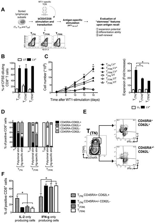 Figure 3. T(TN) cells proliferate, differentiate, and self-renew on antigen encounter. (A) Diagram summarizing the TCR transfer model: purified T-cell subsets were bCD3/CD28-stimulated and LV-transduced in the presence of IL-7 and IL-15, to express a TCR recognizing the HLA-A2–restricted WT1126-134 peptide. Transduced cells were stimulated with irradiated T2 cells pulsed with WT1126-134 peptide and tested for: (B) proliferation expressed as CFSE dilution, evaluated 5 days after stimulation; (C) expansion, expressed as absolute counts (left panel) and fold increase at day 16 (right panel); (D) memory subset compositions (based on CD45RA and CD62L expression) before and after transduction, and after antigen-specific stimulation. Stacked histograms represent mean values ± SEM of memory subset composition from 3 independent donors. (E) Representative FACS plots of the cytokine secretion profile of T(TN) cells gated on CD45RA+CD62L+ and CD45RA+/−CD62L− CD8+ lymphocytes, and (F) mean histograms from 3 independent donors. UT indicates untransduced cells; and LV+, TCR-transduced cells.