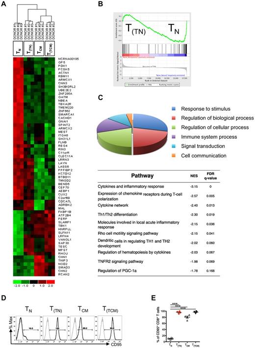 Figure 5. Molecular profiling defines a signature of memory differentiation shared by natural TCM, T(TN), and T(TCM) lymphocytes. (A) Comparison of the expression pattern of natural TN and TCM identifies a human memory phenotype signature defined by a set of 65 genes up- and down-regulated during the differentiation of naive CD8+ T cells into memory lymphocytes. Hierarchical clustering of T(TN) and T(TCM) within the conserved CD8+ T-cell memory signature classifies T(TN) lymphocytes as a separate subgroup of the memory branch. (B) Enrichment profile of genes of the CD8+ T-cell memory signature (up-regulated in the TCM gene set) in TN versus T(TN) cells. GSEA evidences that the TCM gene set is significantly overrepresented in T(TN) cells (FDR q value = 0) compared with TN. (C) All genes differentially expressed (2-fold cutoff and q value ≤ 0.05) between T(TN) and memory lymphocytes (TCM and T(TCM); supplemental Table 2) are functionally classified under broad categories based on information of the Gene Ontology (pie chart) and of the Molecular Signature Database (enrichment analysis using GSEA). The normalized enrichment score (NES) indicates that all 11 pathways statistically enriched (at FDR q value ≤ 25%) are inversely correlated to the T(TN) phenotype. (D) Representative FACS plots of CD95 expression on TN, T(TN), TCM, and T(TCM). Cells are gated on CD8. Gray histograms represent fluorochrome-matched isotype controls. (E) Quantification of CD95+ cells among the different subsets.