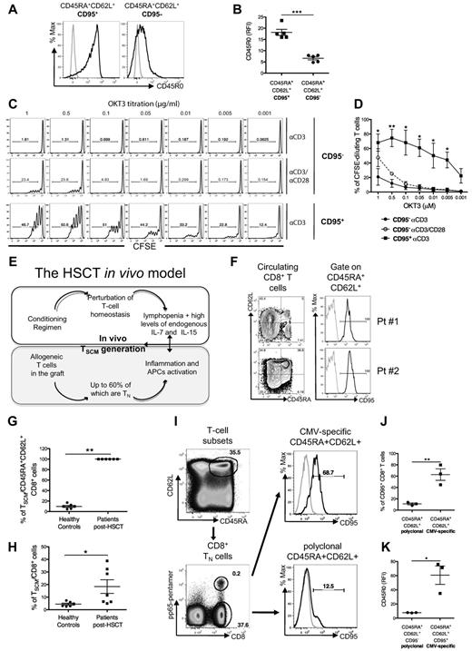 Figure 6. CD95 helps the identification of T(TN) natural counterpart in vivo, in healthy donors and in recipients of allogeneic HSCT. Circulating CD95+CD45RA+CD62L+ cells express higher levels of CD45R0 compared with their CD95− counterpart: (A) representative FACS plots and (B) its quantification. Functional validation of CD95+CD45RA+CD62L+ cells: purified CFSE-labeled CD95+ and CD95− CD45RA+CD62L+ were challenged with decreasing doses of anti-CD3 antibody with or without costimulation. (C) Representative FACS plots of CFSE dilution and (D) quantification of CFSE dilution. (E) Proposed model for TSCM in vivo generation after HSCT: the conditioning regimen causes severe host lymphopenia, creating a milieu in which infused allogeneic lymphocytes are exposed to elevated levels of IL-7 and IL-15. Conditioning regimen favors systemic inflammation, leading to the activation of antigen-presenting cells (APCs), which become costimulation competent. (F) Representative plots of circulating CD8+ lymphocytes subpopulations (left) and CD95 expression on CD45RA+CD62L+ putative naive CD8+ cells (right) from 2 representative HSCT recipients. Gray histograms represent fluorochrome-matched isotype controls. (G) Proportion of CD45RA+CD62L+ CD8+ T lymphocytes expressing CD95 (TSCM) in HSCT recipients and healthy controls. (H) Proportion of CD45RA+CD62L+CD95+ lymphocytes gated on CD8+ T cells in HSCT recipients and healthy controls. (I) CD95 expression on antigen-specific T cells. Circulating T lymphocytes are gated on the CD45RA+CD62L+ population (top left plot) and then CMV pp65-specific and polyclonal CD8+ T cells are identified (bottom left plot). CD95 expression is enriched on CMV pp65-specific (top right plot) compared with polyclonal (bottom right plot) CD45RA+CD62L+ lymphocytes. (J) Scatter plot showing CD95 differential expression on CMV pp65-specific and polyclonal CD45RA+CD62L+ lymphocytes, gated on CD8+. (K) Scatter plot showing expression levels of CD45R0 on CMV pp65-specific CD45RA+CD62L+CD95+ lymphocytes and naive CD45RA+CD62L+CD95− lymphocytes, gated on CD8+.