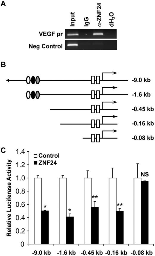 Figure 1. ZNF24 represses VEGF transcription by directly binding to its proximal promoter. (A) ChIP assays were performed using chromatin from M6C cells and the control IgG or the ZNF24 Ab. ChIP products were subjected to PCR using primers specific to VEGF promoter or a control genomic region. (B) Representation of the full-length and truncated VEGF promoter luciferase gene constructs. Ovals and boxes represent transcription factor-binding sites: Ap-1 (open oval), HIF-1 (filled oval), STAT-3 (shaded oval), and Sp1 (boxes). (C) Control plasmid or ZNF24 expression plasmid were cotransfected with indicated VEGF promoter luciferase constructs into MDA-MB-231 cells, and luciferase activities were quantified. Experiment was repeated in duplicate 3 times and 1 representative experiment is shown. *P ≤ .005; **P ≤ .05. NS indicates not significant.