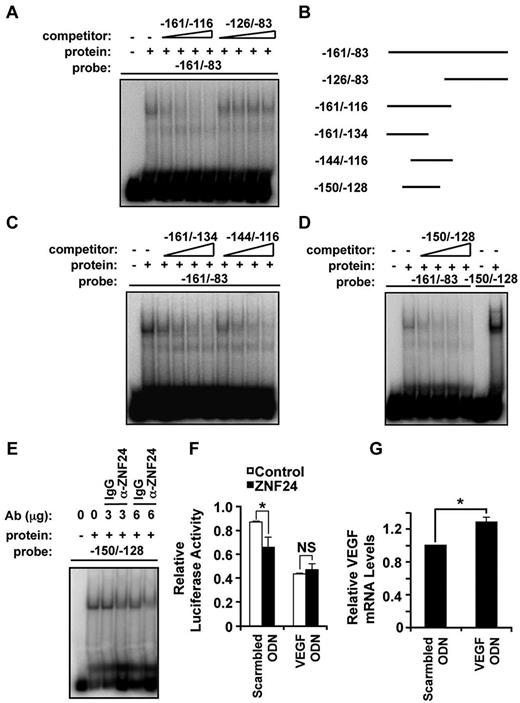 Figure 2. Identification of ZNF24-binding site within the proximal VEGF promoter. (A) EMSA assays were performed using the −161/−83 32P-labeled probe and indicated cold oligonucleotide competitors. (B) Representation of the 32P-labeled probes and cold oligonucleotide competitors used in EMSA assays. (C-D) EMSA assays were performed using the indicated 32P-labeled probes and cold oligonucleotide competitors. (E) The EMSA assay was performed using the −150/−128 fragment as the probe with the indicated Abs for immunodepletion. (F) Control plasmid or the ZNF24 expression plasmid was cotransfected with full-length VEGF promoter luciferase construct along with scrambled ODN or VEGF promoter ODN into MDA-MB-231 cells. *P = .04. NS indicates not significant. (G) The indicated ODNs were transfected into MCF7 cells and real-time PCR was performed using primers specific for VEGF and GAPDH. *P = 1.83 × 10−5.