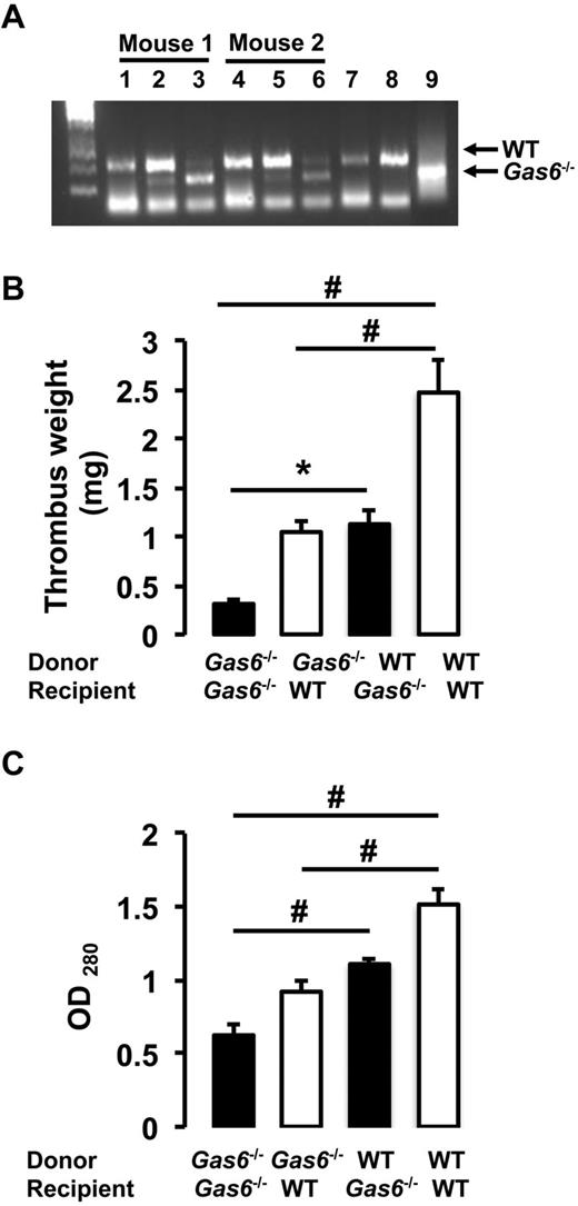 Figure 2. Contribution of vascular Gas6 to thrombus generation. (A) Success of marrow uptake after irradiation/transplantation was determined by Gas6 PCR from DNA isolated from peripheral blood cells (hematopoietic) and ear (nonhematopoietic). Lanes 1 and 4 indicate nonhematopoietic DNA from ears of WT mouse before transplantation; lanes 2 and 5, DNA from ears of WT mouse transplanted with bone marrow from Gas6−/− mice; lanes 3 and 6, hematopoietic DNA from blood of WT mice transplanted with bone marrow from Gas6−/− mice; lane 7, DNA from blood of a WT mouse transplanted with bone marrow from a WT mouse; lane 8, DNA from the ear of a WT mouse; and lane 9, DNA from the ear of a Gas6−/− mouse. (B) Thrombosis was induced in the 4 groups of mice generated by the bone marrow transplantation experiments. Thrombus weight from chimeric mice (Gas6−/− → WT and WT → Gas6−/−) had an intermediate weight compared with Gas6−/− → Gas6−/− and WT → WT (n = 8). *P < .05. #P < .001. (C) Thrombi were also digested in proteinase K. Protein concentration evaluation confirmed the intermediate phenotype of chimeric mice (n = 8). #P < .001.