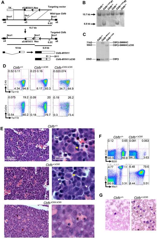 Figure 1. The C-terminal 95 amino acids of CBFβ-SMMHC are required for defects in hematopoiesis and leukemogenesis. (A) Targeting strategy used to replace exon 5 of Cbfb with the targeting construct. Locations of probe 0.2C and the sizes of NcoI fragments detected by 0.2C are indicated. Filled triangles represent lox-P sites. (B) Southern blot hybridization of NcoI-digested DNA from transfected ES cell clones with probe 0.2C. The 15.7 kb band corresponds to the wildtype Cbfb allele, and the 6.8 kb band corresponds to the knockin allele. (C) Western blot analysis of parental (Cbfb+/+), full-length CBFβ-SMMHC (Cbfb+/MYH11) expressing, and CBFβ-SMMHCΔC95 (Cbfb+/ΔC95) expressing ES cell clones. The blot was probed with an antibody specific to CBFβ. The calculated molecular weights for each protein are indicated. (D) Representative FACS plots for Ter119, C-Kit, and Csf2rb staining of primitive blood from E10.5 embryos from line No. 1 of the indicated genotypes. Percentage of cells in each gate is given. N ≥ 3 for each genotype. (E) Histologic sections of fetal livers from E12.5 embryos from line No. 2 of the indicated genotypes. Yellow arrows indicate megakaryocytes. White arrows indicate hematopoietic progenitors. Similar results were found in embryos from line no. 1 (data not shown). (F) Representative FACS plots of B220, C-Kit, Gr1, and Mac1 of peripheral blood from older than 10-month-old mice from line no. 1 of the indicated genotypes. Percentage of cells in each gate is given. N > 3 for each genotype. (G) Wright-Giemsa stained peripheral blood smears from older than 10-month-old mice of the indicated genotypes from line no. 1. Similar results were observed in mice from line no. 2 (data not shown).