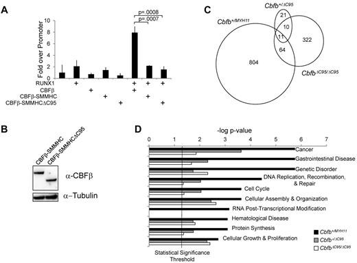 Figure 2. The C-terminal 95 amino acids of CBFβ-SMMHC are not required for RUNX1 repression, but are important for the deregulation of gene expression. (A) Bar graph from a representative experiment showing fold change in luciferase activity in 293-0 cells transfected with expression plasmids for the indicated proteins. To control for differences in transfection efficiencies, luciferase activity was standardized to renilla activity, which was expressed from a constitutively active promoter. Each transfection was performed in triplicate, and the assay was performed more than 3 times, each time with the same relative luciferase activity. (B) Western blot of 293-0 cells transfected with plasmids expressing the indicated proteins. The blot was probed with an antibody specific to CBFβ, stripped, and reprobed with an antibody specific to tubulin. (C) Venn diagrams representing the numbers of genes that showed > 2-fold change in expression and a P < .05 in the peripheral blood from E12.5 embryos from line no. 2 of the indicated genotypes compared with their wild-type littermate controls. (D) Bar graph of the 10 biologic functions most significantly associated with the differentially expressed genes in Cbfb+/MYH11 embryos, and the P value of these functions for the differentially expressed genes in Cbfb+/ΔC95 and CbfbΔC95/ΔC95 embryos. The vertical line is the statistical significance threshold at the −log of P = .05, therefore functions with P values above this line (to the right) are considered statistically significant.