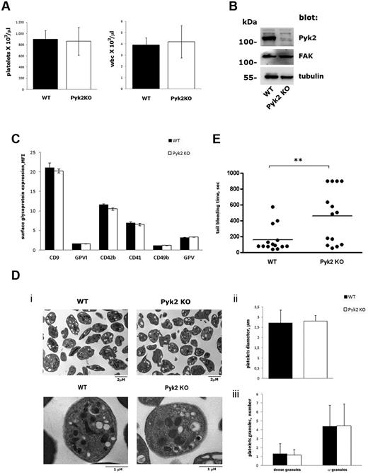 Figure 1. Characterization of platelets from Pyk2-KO mice. (A) Platelets and WBC count in whole blood from WT (black bars) and Pyk2-KO (white bars) mice. Results are the means ± SD of determination performed in 10 different mice. (B) Analysis of Pyk2, FAK, and tubulin expression in platelets from WT and Pyk2-KO mice by immunoblotting with specific Abs as indicated on the right. (C) Surface expression of different glycoproteins on WT (black bars) and Pyk2-KO (white bars) mice determined by flow cytometric analysis with specific Abs. Data are expressed as the mean fluorescence intensity ± SD of 3 different experiments performed in duplicate. (D) Electron microscopy analysis of WT and Pyk2-deficient (Pyk2-KO) platelets. Representative images at different magnitudes (7000× and 22 000×, respectively) are reported in panel Di. Measurement of the mean platelet diameter is reported in panel Dii and quantification of α- and dense-granules is shown in panel Diii. Data have been obtained from the analysis of 50 platelets from 5 different slides for each genotype and are expressed as means ± SEM. (E) Tail bleeding time determined in groups of 13 WT and 14 Pyk2-KO mice. Each symbol represents 1 animal. Statistical analysis revealed a significant difference between the 2 groups of animals (P < .01).