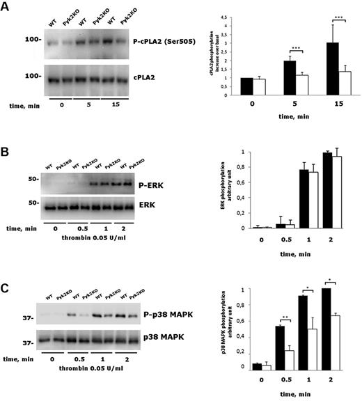 Figure 6. Analysis of cPLA2, ERK, and p38 MAPK phosphorylation. (A) Washed platelets from WT and Pyk2-KO mice were stimulated with 0.05 U/mL of thrombin for 0, 5, or 15 minutes as indicated. The phosphorylation of cPLA2 was evaluated by immunoblotting with a phosphospecific Ab, followed by a subsequent immunoblotting with anti cPLA2, as indicated on the right. Quantification of cPLA2 phosphorylation was performed by densitometric analysis of the immunoblots. Data are reported in the histogram as means ± SD of 4 different experiments. ***P < .001. (B-C) Phosphorylation of ERK (B) and p38 MAPK (C) in platelets from WT and Pyk2-KO mice (Pyk2-KO) stimulated with 0.05 U/mL of thrombin for 0.5, 1, and 2 minutes was analyzed by immunoblotting with phosphospecific Abs as indicated on the right. Blotting with anti-p38 MAPK or anti-ERK was performed as a control for equal loading. Quantitative evaluation of protein phosphorylation is reported in the histograms as the means ± SD of 3 different experiments. *P < .05; **P < .01