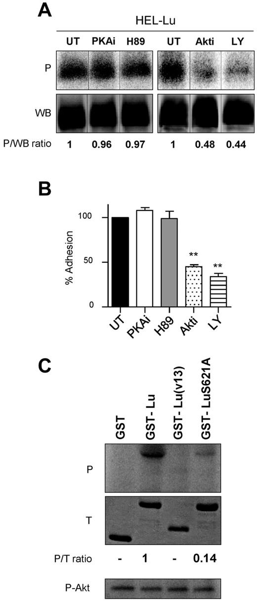 Figure 3. Akt phosphorylates Lu and is responsible for JAK2V617F-induced cell adhesion to laminin. (A) Quantification of Lu phosphorylation in the presence or absence (untreated; UT) of PKA (PKAi or H89) or Akt (Akti or LY) inhibitors in HEL-Lu cells. See Figure 2 legend for the quantification method. Typical results of 3 experiments. (B) Effect of the same inhibitors on HEL-Lu cell adhesion to laminin at 2 dyn/cm2. Data are normalized to values from the UT HEL-Lu cell adhesion. Paired t test, **P < .01 compared with UT, (n = 3). (C) In vitro phosphorylation of purified recombinant GST, GST-Lu, GST-Lu(v13), and GST-LuS621A by purified Akt. The top (P) and middle (T) panels show the phosphorylation and the total amounts of the proteins, respectively. The P/T ratio indicates the relative phosphorylation level. The bottom panel (P-Akt) shows autophosphorylated Akt as positive control.