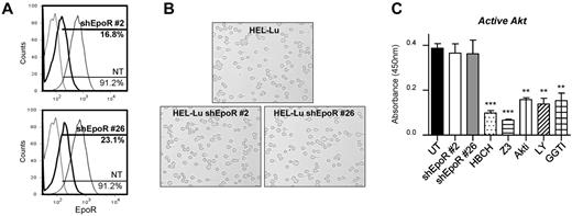 Figure 4. EpoR silencing in HEL-Lu cells does not affect JAK2/Akt signaling. (A) Flow cytometry analysis of EpoR expression in 2 HEL-Lu shEpoR clones. The percentage of EpoR-positive cells is indicated for both clones (black bold curves) and for nontransduced cells (NT; gray thin curves). Dotted lines represent the IgG-isotype control. (B) Typical microscopy images showing HEL-Lu and HEL-Lu shEpoR adhesion to laminin at 2 dyn/cm2. (C) Quantification of active Akt in HEL-Lu shEpoR cells (clones #2 and #26) and HEL-Lu cells in the absence (UT) or presence of different inhibitors. Unpaired t test, **P < .01 and ***P < .001, compared with UT (n = 4).