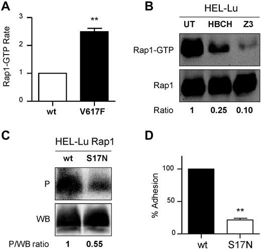 Figure 5. Rap1 mediates Lu/BCAM activation by JAK2V617F. (A) Quantification of Rap1-GTP in BaF3 JAK2 wt (wt) and BaF3 JAK2V617F (V127F) cells, paired t test, **P < .01 compared with wt, (n = 4). (B) Quantification of Rap1-GTP in the presence or absence of JAK2 inhibitors in HEL-Lu cells. The top and bottom panels show the amounts of Rap1-GTP and total Rap1, respectively. The GTP-bound fraction is determined by the Rap1-GTP/Rap1 ratio, with the ratio of the UT column being the reference value. Typical results of 3 experiments. (C) Quantification of Lu phosphorylation in the presence of Rap1 wt or Rap1 dominant-negative mutant S17N. The phosphorylated fraction is determined by the P/WB ratio, with the ratio of the wt column being the reference value. Results are representative of 3 experiments. (D) Cell adhesion to laminin at 2 dyn/cm2 of HEL-Lu cells expressing Rap1S17N normalized to values from cells expressing Rap1 wt; paired t test, **P < .01 compared with wt, (n = 3).