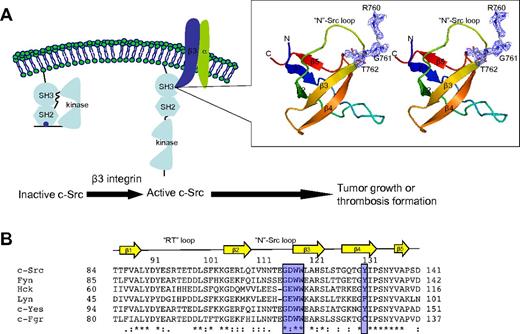 Figure 1. Crystal structure of SH3:RGT complex. (A) Schematic diagram of c-Src activation mediated by integrin β3. It has been reported that integrin β3 can activated c-Src via the interaction of SH3:RGT.19,36 The crystallographic characterization presented in this report is highlighted by an illustration box with a stereo diagram of SH3:RGT. The SH3 domain is shown as a diagram. The RGT peptide is shown in stick representation. The 2Fo-Fc electron density at the level of 0.5 σ is shown in blue. (B) Sequence alignment of the SH3 domains of Src family kinases. The secondary structural elements are annotated on top of the sequences. The residues that are in direct contact with the RGT peptide are highlighted with blue boxes. The highly and relatively conserved residues are indicated with “*” and “:,” respectively. The structural figure was prepared using Pymol.37