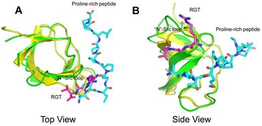 Figure 2. Structural superimposition between the complexes of SH3:RGT and SH3:PXXP (PDB code: 1ABO).26 The SH3:RGT are shown in green and magenta, respectively. The SH3:PXXP are shown in yellow and cyan, respectively.