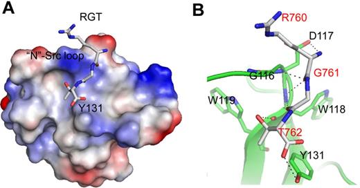 Figure 3. The binding site of the RGT peptide. (A) SH3 domain (rendered by electrostatic surface) complexed with the RGT peptide (shown in stick representation). (B) Enlarged view of the binding site. Hyphenated lines indicate the intermolecular hydrogen bonds. The SH3 domain is shown as a diagram, and the residues that are involved in direct contact are shown in stick representation. The label for the RGT peptide is colored in red.
