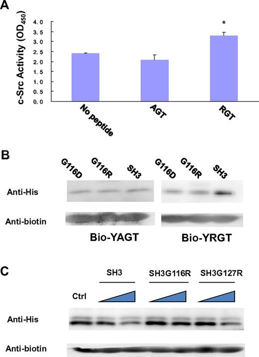Figure 4. Biochemical characterization of the interaction of SH3:RGT. (A) The side-chain of Arg760 in the RGT peptide is important for its activation activity. A standard c-Src activity assay was used to test whether mutation of Arg760 to Ala in the RGT peptide will affect its activation activity toward c-Src kinase. In the control experiment, no peptide was added into the reaction mixture containing c-Src kinase. The reading of OD450, an indicator for the phosphorylation of the c-Src substrate in the reaction mixture, was used to quantify the activity of the kinase. Values are mean ± SE; n = 3. *P < .05 (Student t test), statistically significant compared with control experiment. (B) The YAGT peptide shows no binding preference toward the SH3 domain. The wild-type SH3 protein or mutants were incubated with an excess amount of biotinylated YAGT or YRGT peptide. (C) Pull-down assays of SH3:YRGT. His-tagged SH3 domain was incubated with the biotinylated YRGT peptide in the presence of increasing concentrations of untagged wild-type SH3, SH3G116R, or SH3G127R, respectively. Each mixture was incubated with strep-tactin Sepharose solution. Strep-tactin resin was harvested by centrifugation and rinsed thoroughly. Proteins, which remain bound to the resin, were subjected to Western blot analysis. In the control experiment, no untagged SH3 protein was included in the pull-down assay.