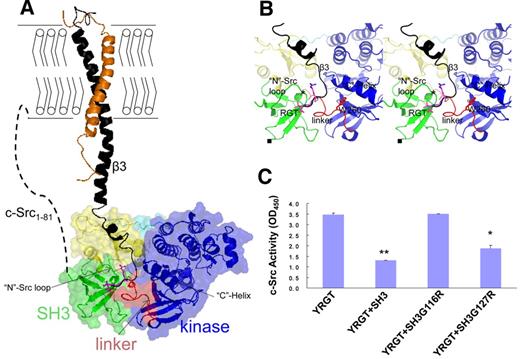 Figure 5. Modeling the complex of c-Src bound to integrin β3. (A) The complex of c-Src:β3. The integrin β3 is modeled into the inactive c-Src based on the crystal structure of SH3:RGT. The cytoplasmic membrane is shown with bilayers. Activated integrin β3 (black) complexed with its nascent α subunit (orange) is shown as a diagram. The inactive c-Src kinase is shown as a diagram together with a transparent surface. Different functional domains, such as the SH3 domain, SH2 domain, SH2-kinase linker, kinase domain, and the C-terminal tail with phosphorylated Tyr527, are colored by green, yellow, red, blue, and cyan, respectively. The N-terminal membrane-anchoring sequence, designated as c-Src1-81, is represented by a dashed line. (B) The enlarged view of the putative binding site of c-Src:β3. The RGT peptide and its adjacent Trp260 are shown in stick representation. The choices/positions of mutations (ie, SH3G116R and SH3G127R) used in this study are shown by “*” and “■,” respectively. (C) Structure-based functional characterization of c-Src:β3 by in vitro c-Src activity assays. The YRGT peptide was used to activate c-Src in the presence of SH3, SH3G116R, or SH3G127R. In the controlled experiment, no recombinant SH3 protein was included in the reaction mixture. Values are mean ± SE; n = 3. *P < .05, statistically significant compared with control experiment. **P < .01, statistically significant compared with control experiment.