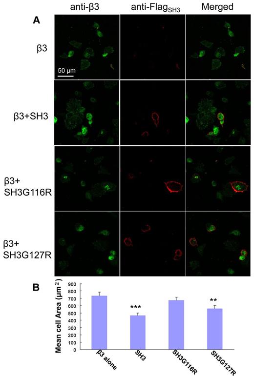 Figure 6. In vivo cell spreading assay. (A) Visualization of CHOβ3 cells with expression of SH31-141, SH31-141G116R, or SH31-141G127R. The expression of integrin β3 (green) and the SH3 protein (red) was detected using antibodies against integrin β3 and Flag-tag, respectively, and visualized under confocal microscopy. (B) A statistics analysis of cell spreading assay. The surface areas of adherent cells were measured using ImageJ software (National Institutes of Health). The averaged cell area for each coexpression was calculated over a dataset containing 60 randomly chosen cells. Values are mean ± SE; n = 60. **P < .01, statistically significant compared with control CHOβ3 cells. ***P < .001, statistically significant compared with control CHOβ3 cells.