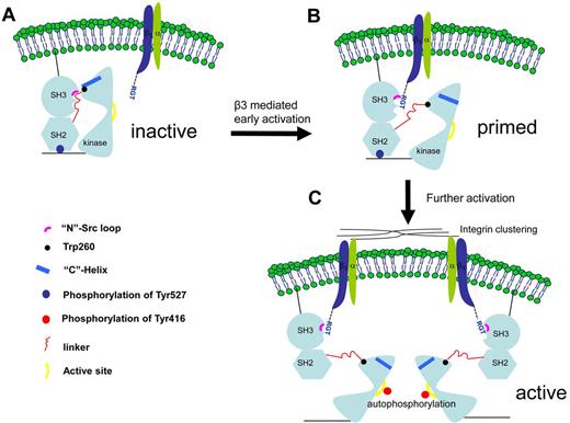 Figure 7. A novel c-Src activation mechanism by integrin β3. (A) The initial contact. The c-Src kinase is depicted in its inactive form. (B) A putative transition state in which the c-Src is primed by integrin β3. The intramolecular interactions between the SH3, SH2, SH2-linker, and kinase domain are thought to be important for the enzymatic activity. As suggested by the complexes of SH3:RGT and c-Src:β3, the binding of the RGT peptide could disrupt these intramolecular constraints, leading to the disengagement of Trp260 and “C”-helix. (C) As a result, the enzyme is primed for further activations, including the phosphorylation of Tyr416 in the active site in the kinase domain, a process that could be facilitated by integrin microclustering, autophosphorylation,19 and dephosphorylation of Tyr527 regulated by the tyrosine phosphatases and Csk kinase.19,35