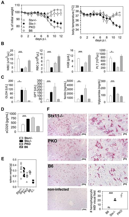 Figure 1. LCMV-infected Stx11−/− mice display clinical and laboratory features of HLH. Stx11+/− (○), Stx11−/− (●), PKO (), and wild-type B6 () mice were infected with 200 PFU LCMV-WE intravenously. (A) Body weight and peripheral body temperature were monitored daily. (B-D) Peripheral blood cell counts (B), liver enzymes, ferritin levels, triglycerides (C), as well as serum sCD25 levels (D) were analyzed on day 12 after infection. (E) On day 12, these mice and noninfected (n.i.) B6 mice were assayed for splenomegaly. (F) Representative pictures of liver sections of day 12 LCMV-infected Stx11−/−, PKO, and B6 mice stained with anti-F4/80 (left 10×; right 40×). Bottom right graph: Semiquantitative analysis of hemophagocytosis by macrophages as assessed in 10 high power visual fields (40×) of a defined area (97 656 μm2) per mouse. Scale bars represent 100 μm and 20 μm, respectively. Horizontal lines in graphs represent mean values. Data (mean ± SEM) represent 3 independent experiments with at least 3 mice per group. *P < .05 (Student unpaired t test). **P < .005 (Student unpaired t test). ***P < .001 (Student unpaired t test). n.s. indicates not significant.