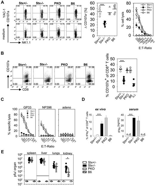 Figure 2. NK cells and CD8 T cells of Stx11−/− mice display impaired effector functions. (A) Degranulation and cytotoxicity of NK cells from Stx11+/− (○), Stx11−/− (●), PKO (), and wild-type B6 () mice analyzed 24 hours after intraperitoneal injection of poly I:C on YAC-1 target cells. Degranulation is shown as increase of CD107a expression on NK1.1+CD3− cells after restimulation with YAC-1 cells or medium control. Statistical analysis shows delta CD107a, which is calculated as percentage of CD107a expression after YAC-1 stimulation minus percentage of CD107a after medium exposure (background). (B) Degranulation ability of CD8 T cells on day 12 after LCMV infection measured by surface expression of CD107a after 4 hours of in vitro restimulation with GP33 peptide. (C) Antiviral cytotoxic activity of Stx11+/− (○), Stx11−/− (●), PKO (), and B6 () spleen cells toward target cells loaded with the immunodominant LCMV epitopes GP33-41 or NP396-404 or an irrelevant adeno peptide in a 5-hour 51Cr release assay. (D) Spontaneous (ex vivo, without restimulation) IFN-γ expression of CD8 T cells and serum levels of IFN-γ. (E) Viral titers were determined 12 days after LCMV infection in spleen, liver, lungs, and kidney. FACS illustrations are representative for the respective mouse groups; graphs beneath each FACS plot represent data for individual mice. Horizontal lines in graphs represent mean values. Data are (mean ± SEM) representative for 3 independent experiments with at least 3 mice per group. *P < .05 (Student unpaired t test). ***P < .001 (Student unpaired t test). n.s. indicates not significant; and n.d., not detectable.