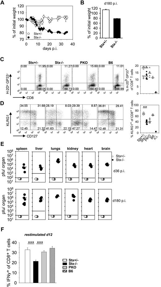 Figure 3. Nonfatal HLH progression in Stx11−/− mice. (A-B) Stx11+/− (○) and Stx11−/− (●) mice were infected intravenously with 200 PFU LCMV, and body weights were followed for 36 days after infection (A) and determined on day 180 after LCMV infection (B), respectively. (C) Frequency of LCMV-specific CD8 T cells was determined by GP33-tetramer staining. (D) CD8 T-cell differentiation into effector subpopulations was analyzed by staining for KLRG1 and CD127 expression to discriminate CTL with a short-lived effector cell or memory effector precursor cell phenotype. (E) Virus titers in the indicated organs were determined on days 36 and 180 after infection. (F) IFN-γ expression of CD8 T cells was measured after 4 hours of in vitro restimulation with GP33-peptide on day 12 after infection. IFN-γ expression of Stx11−/− CD8 T cells was statistically compared with Stx11+/− and PKO CD8 T cells, respectively. Horizontal lines in graphs represent mean values. Data (mean ± SEM) represent at least 2 independent experiments with 3 mice per group. ***P < .001 (Student unpaired t test). n.s. indicates not significant.