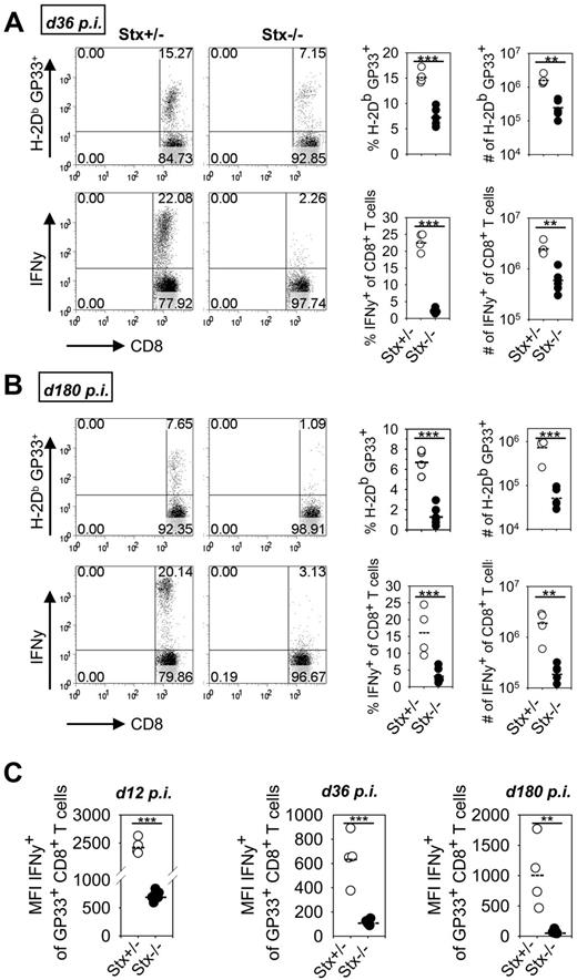 Figure 5. CD8 T cells of Stx11−/− mice display features of a final stage of exhaustion. (A-B) Stx11+/− (○) and Stx11−/− (●) mice were infected intravenously with 200 PFU LCMV. On day 36 (A) and day 180 (B), the frequencies of LCMV-specific CD8 T cells were determined by GP33-tetramer staining. IFN-γ production of CD8 T cells was analyzed after 4 hours of in vitro restimulation with GP33 peptide. FACS illustrations are representative for the respective mouse groups; graphs represent data for individual mice. (C) IFN-γ expression levels of GP33-tetramer-positive CD8 T cells from Stx11+/− (○) and Stx11−/− (●) mice were determined by mean fluorescence intensity after short-term restimulation on days 12, 36, and 180 after infection. Horizontal lines in graphs represent mean values. Data (mean ± SEM) represent at least 2 independent experiments with 2 or 3 mice per group. **P < .005 (Student unpaired t test). ***P < .001 (Student unpaired t test).